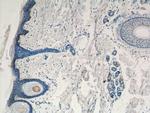 ST3GAL2 Antibody in Immunohistochemistry (Paraffin) (IHC (P))