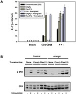 ERK1/ERK2 Antibody in Western Blot (WB)