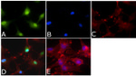 ERK1/ERK2 Antibody in Immunocytochemistry (ICC/IF)