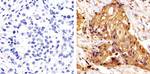 ERK1/ERK2 Antibody in Immunohistochemistry (Paraffin) (IHC (P))