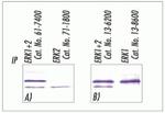 ERK1/ERK2 Antibody in Immunoprecipitation (IP)