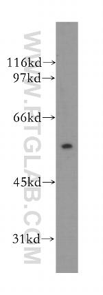 TRIM15 Antibody in Western Blot (WB)