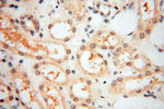 GMFG Antibody in Immunohistochemistry (Paraffin) (IHC (P))