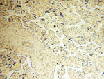 GMFG Antibody in Immunohistochemistry (Paraffin) (IHC (P))