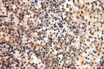 GMFG Antibody in Immunohistochemistry (Paraffin) (IHC (P))