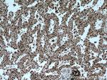 GMFG Antibody in Immunohistochemistry (Paraffin) (IHC (P))