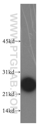 RALA Antibody in Western Blot (WB)