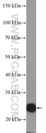 RALA Antibody in Western Blot (WB)