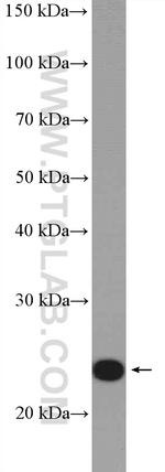 RALA Antibody in Western Blot (WB)