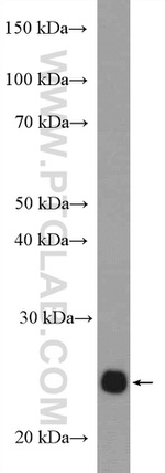 RALA Antibody in Western Blot (WB)