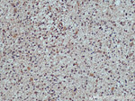 TULP3 Antibody in Immunohistochemistry (Paraffin) (IHC (P))