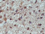 TULP3 Antibody in Immunohistochemistry (Paraffin) (IHC (P))