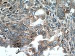 TULP3 Antibody in Immunohistochemistry (Paraffin) (IHC (P))