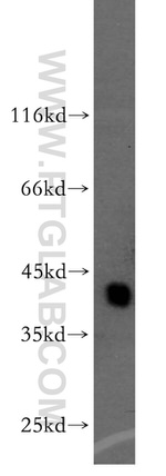 BCAT1/ECA39 Antibody in Western Blot (WB)