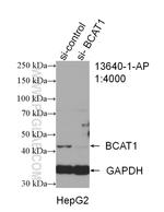 BCAT1/ECA39 Antibody in Western Blot (WB)