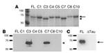 Tau Antibody in Western Blot (WB)