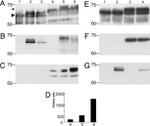 Tau Antibody in Western Blot (WB)