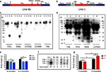 Tau Antibody in Western Blot (WB)