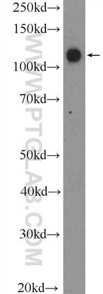 PCDH1 Antibody in Western Blot (WB)