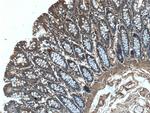 NARFL Antibody in Immunohistochemistry (Paraffin) (IHC (P))