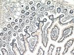 ENTPD2 Antibody in Immunohistochemistry (Paraffin) (IHC (P))