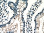 ENTPD2 Antibody in Immunohistochemistry (Paraffin) (IHC (P))