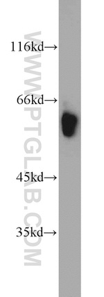 CRMP4 Antibody in Western Blot (WB)