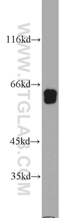 CRMP4 Antibody in Western Blot (WB)