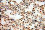 LTA4H Antibody in Immunohistochemistry (Paraffin) (IHC (P))