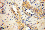 LTA4H Antibody in Immunohistochemistry (Paraffin) (IHC (P))