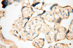 LTA4H Antibody in Immunohistochemistry (Paraffin) (IHC (P))