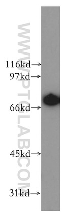 LTA4H Antibody in Western Blot (WB)