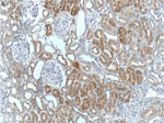 PEX1 Antibody in Immunohistochemistry (Paraffin) (IHC (P))