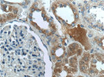 PEX1 Antibody in Immunohistochemistry (Paraffin) (IHC (P))