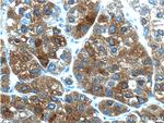 PEX1 Antibody in Immunohistochemistry (Paraffin) (IHC (P))