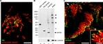 GST Tag Antibody in Western Blot (WB)