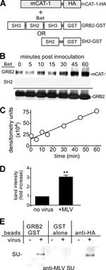 GST Tag Antibody in Western Blot (WB)