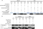 GST Tag Antibody in Western Blot (WB)