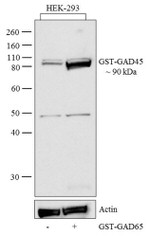 GST Tag Antibody in Western Blot (WB)