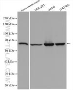 WDR1 Antibody in Western Blot (WB)