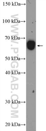 WDR1 Antibody in Western Blot (WB)