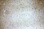 MPPED1 Antibody in Immunohistochemistry (Paraffin) (IHC (P))