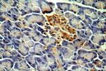 MPPED1 Antibody in Immunohistochemistry (Paraffin) (IHC (P))