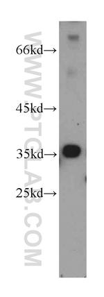 MPPED1 Antibody in Western Blot (WB)