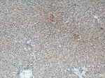 PIGA Antibody in Immunohistochemistry (Paraffin) (IHC (P))