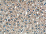 PIGA Antibody in Immunohistochemistry (Paraffin) (IHC (P))