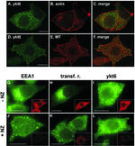 alpha Tubulin Antibody in Immunocytochemistry (ICC/IF)