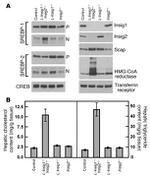 CREB Antibody in Western Blot (WB)