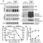 CREB Antibody in Western Blot (WB)