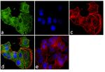 Transferrin Receptor Antibody in Immunocytochemistry (ICC/IF)